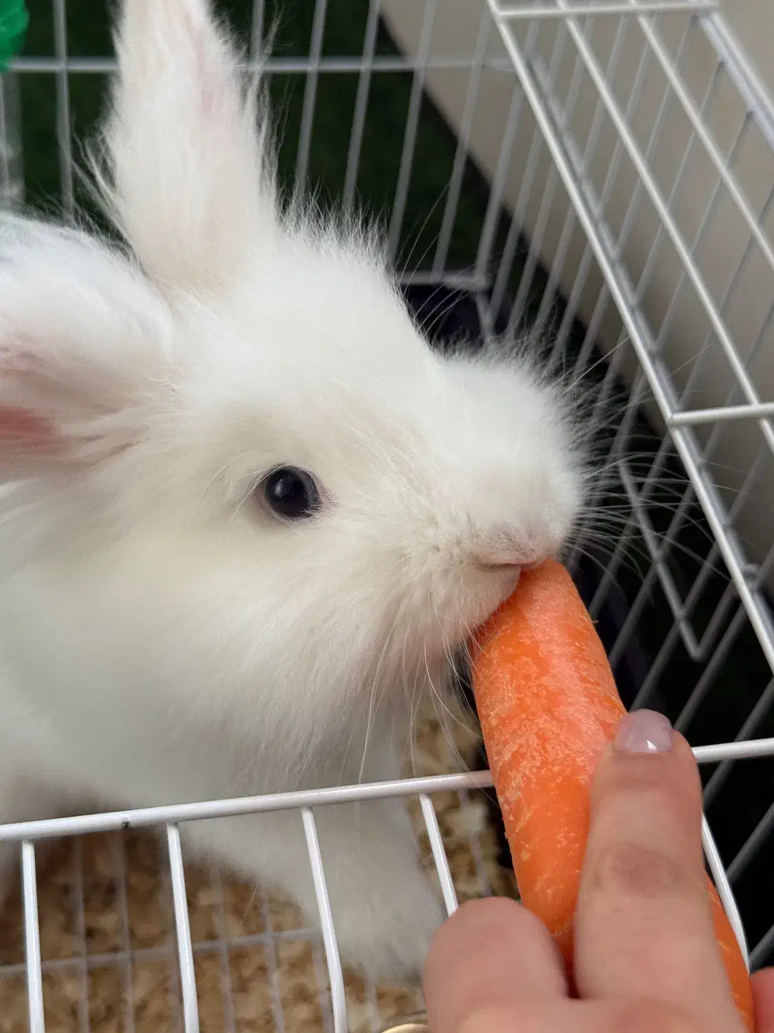 خرگوش لوپ|موش و خرگوش|سبزوار, شهرک اندیشه|دیوار