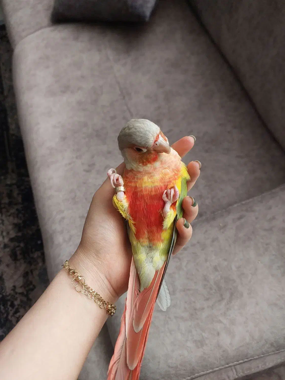 گرینچیک|پرنده|باقرشهر, |دیوار