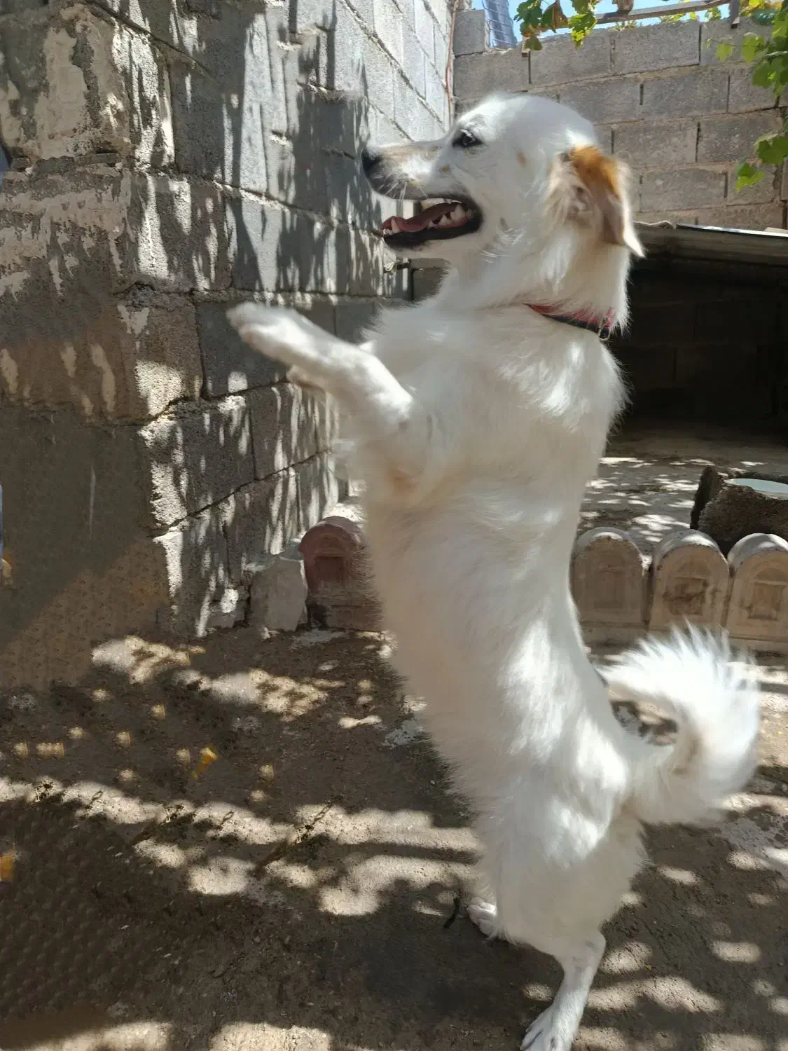 حیوان خانگی سگ میکس تریر|سگ|خرامه, |دیوار