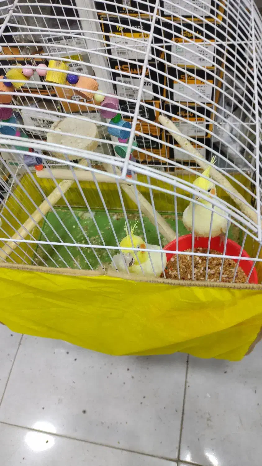 طوطی هلندی|پرنده|بندر امام خمینی, |دیوار