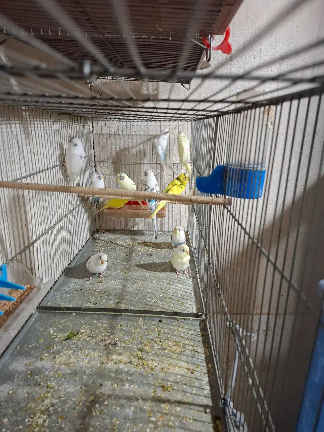 فنچ و مرغ عشق|پرنده|شهرکرد, |دیوار