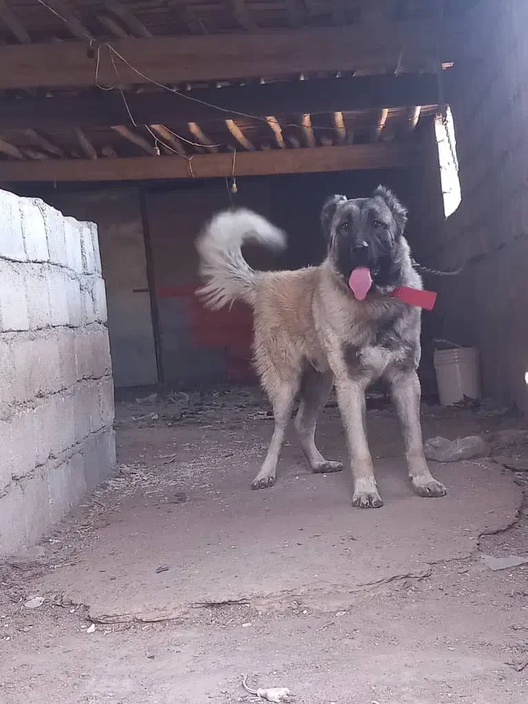 سگ سرابی|سگ|رباط‌کریم, رباط‌کریم|دیوار