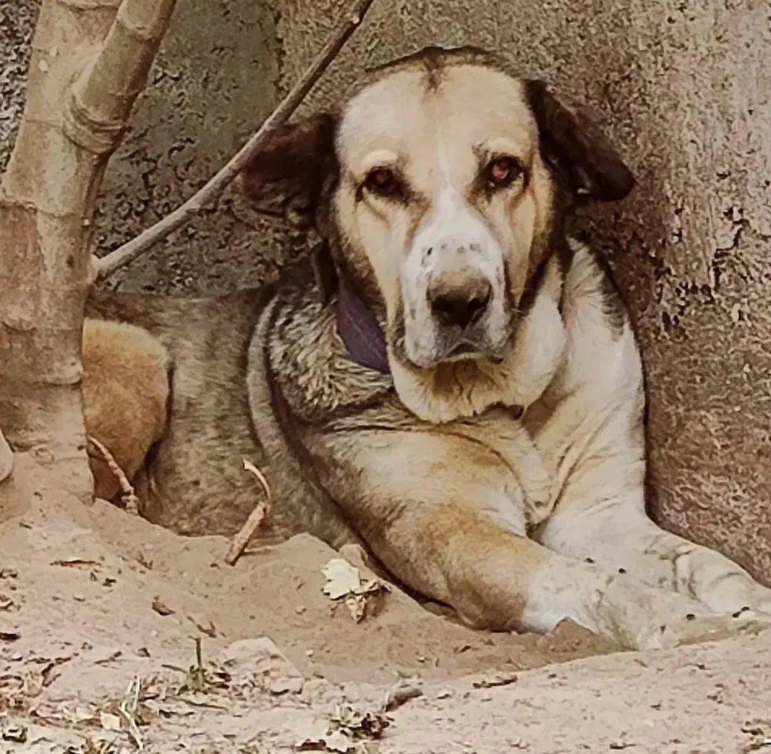 سگ پژدر نر و ماده|سگ|بابلسر, |دیوار