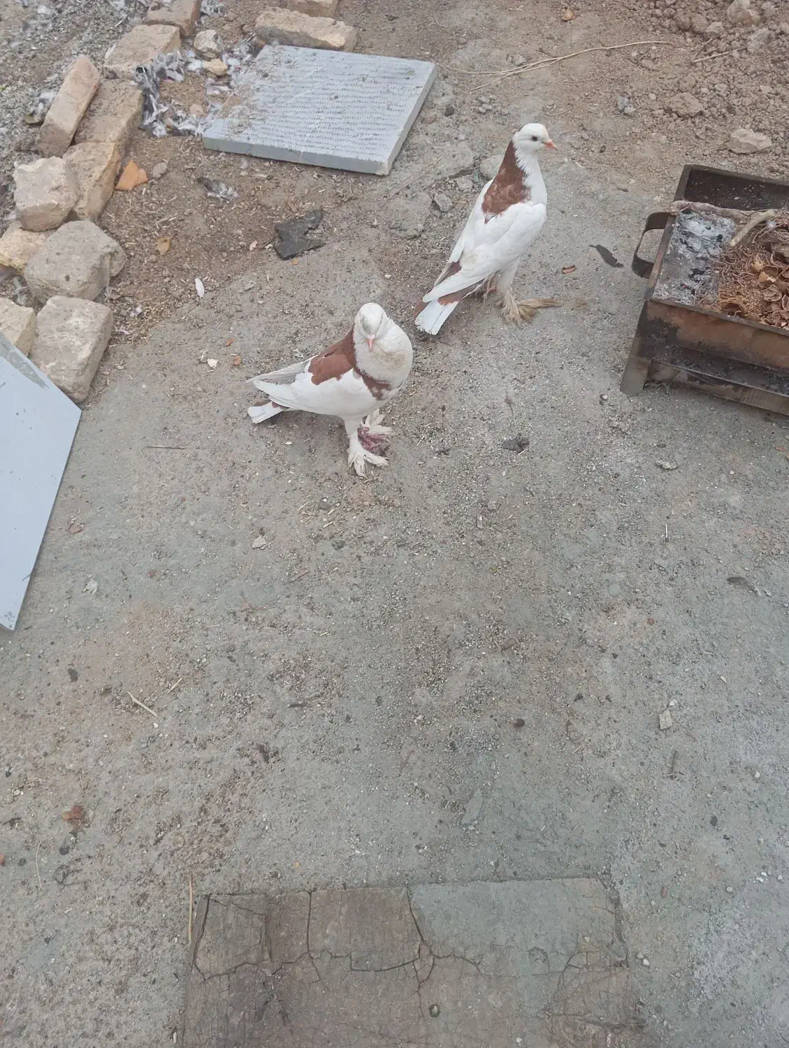 کبوتربادکنکی|پرنده|سامان, |دیوار