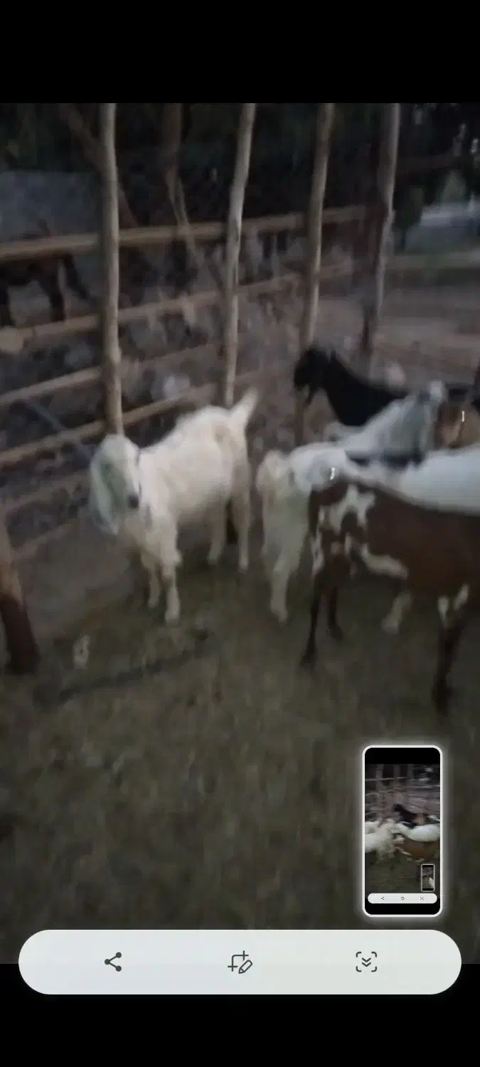 فروش گوسفند|حیوانات مزرعه|جناح, |دیوار