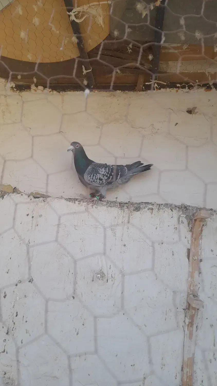 کفتر صید|پرنده|تایباد, |دیوار