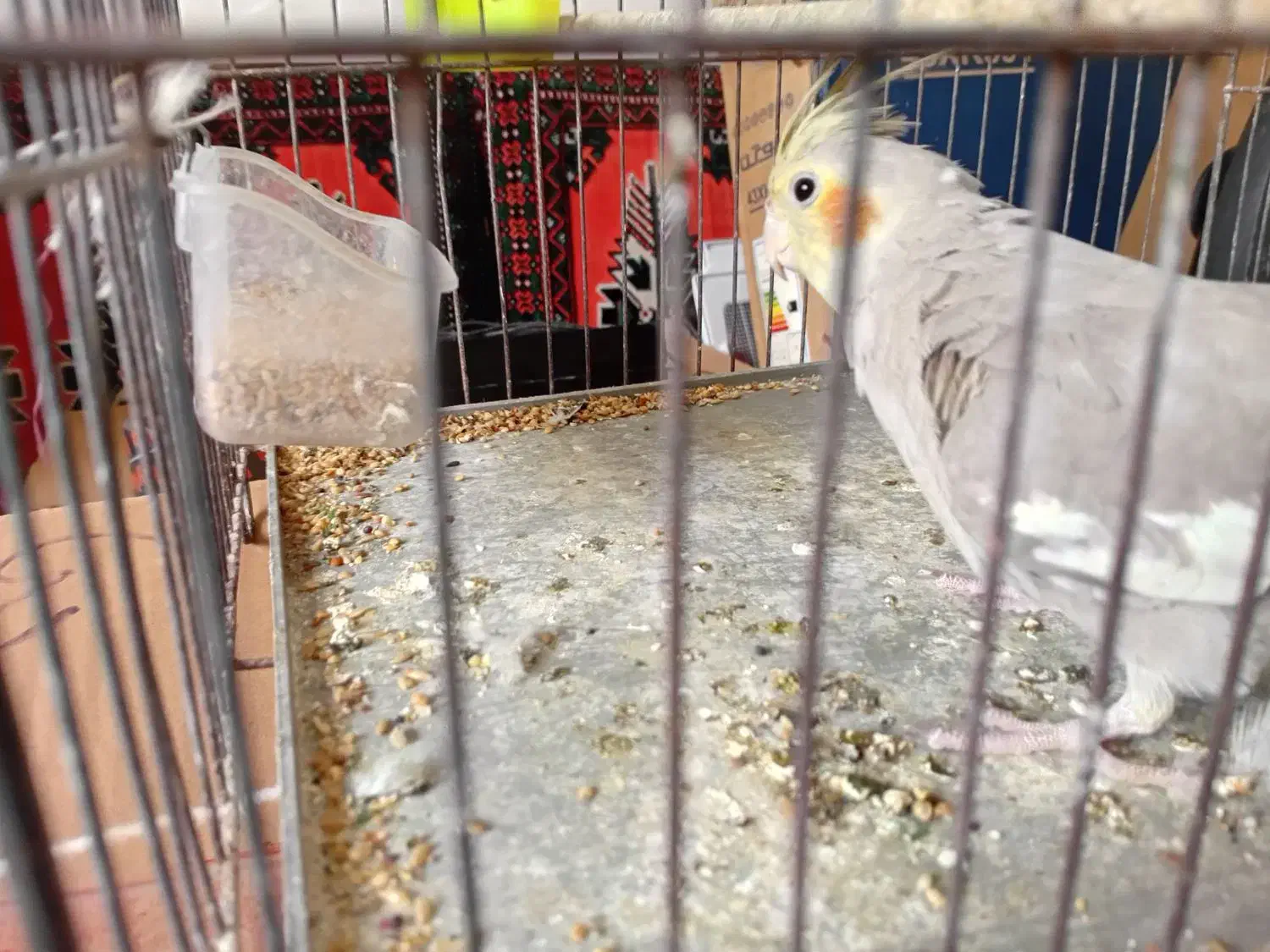 عروس سالم|پرنده|رشت, منظریه|دیوار