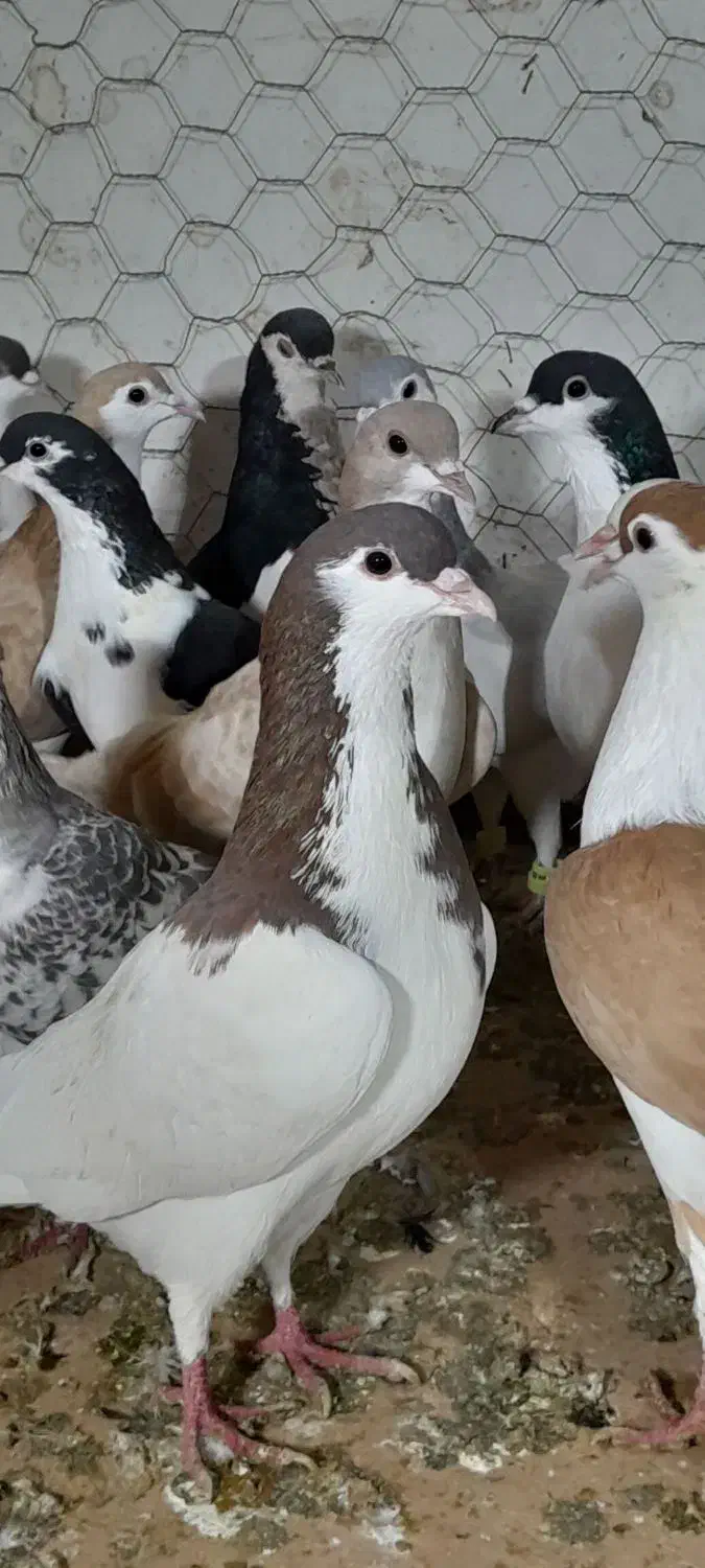 ۳۰تا ساده پرشی|پرنده|مشهد, امام رضا (ع)|دیوار