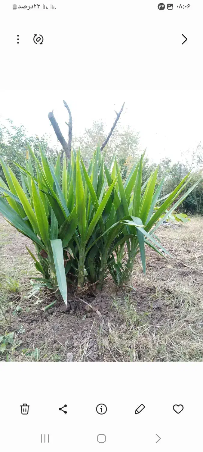 گل یوکا تعداد زیاد|گل و گیاه طبیعی|رشت, امین الضرب|دیوار