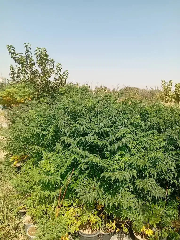 نهال زیتون تلخ وشمشادطلایی|خدمات باغبانی و درختکاری|هشتگرد, ینگی امام|دیوار