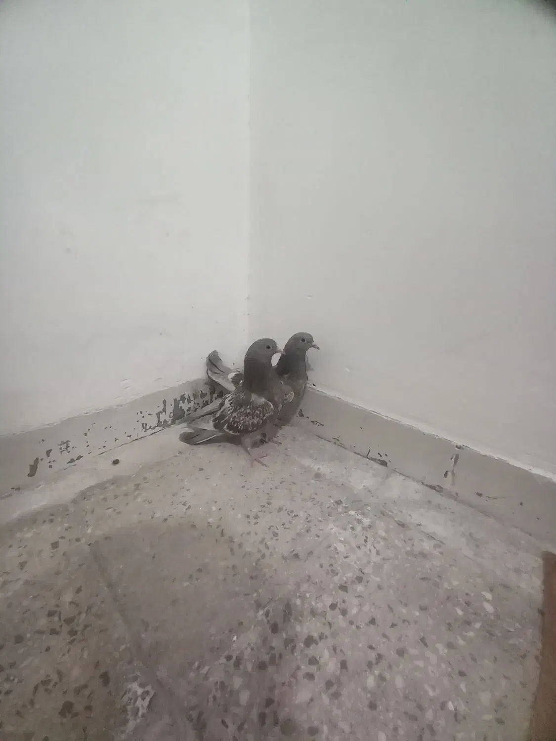 جوجه کناری تر سنجابی .|پرنده|اصفهان, حصه جنوبی|دیوار