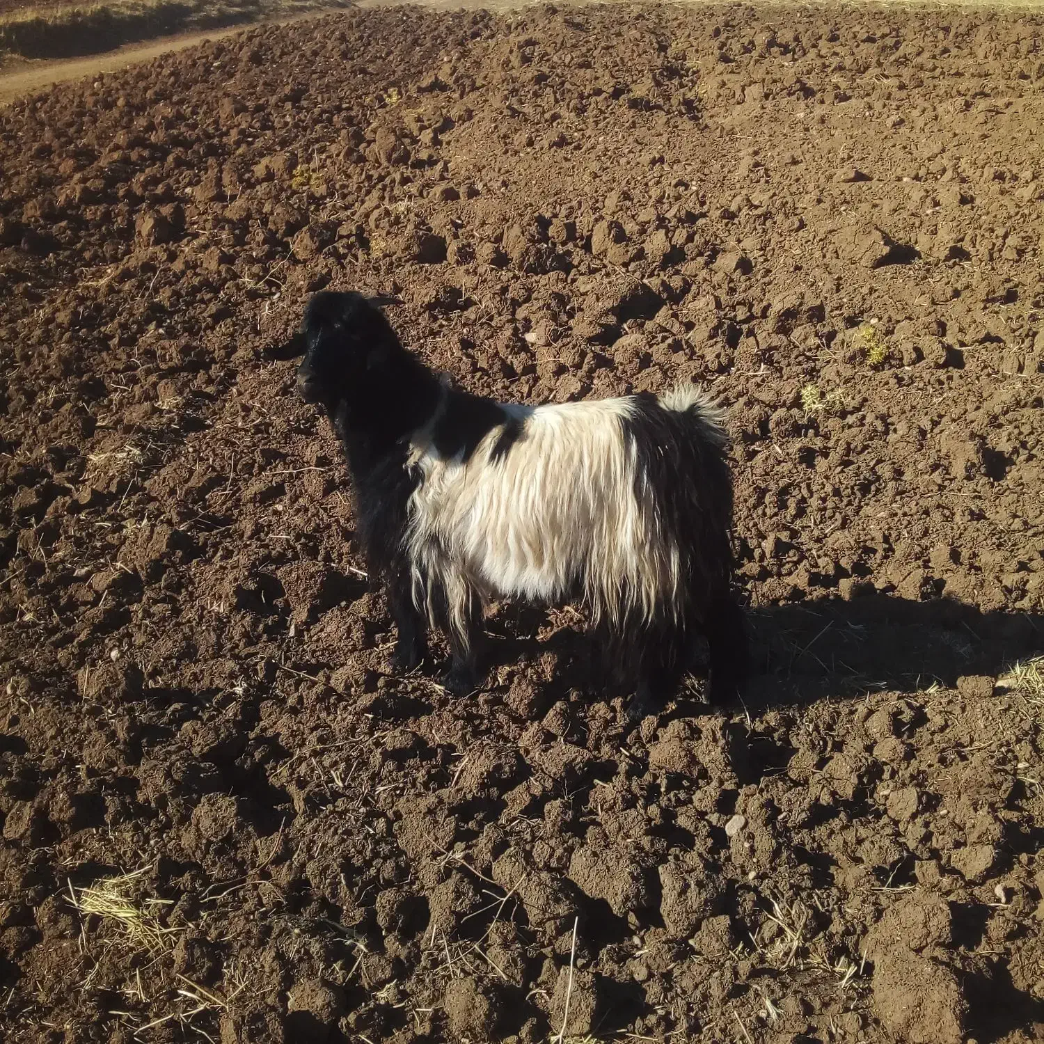 بزگوشتی|حیوانات مزرعه|ماهیدشت, |دیوار