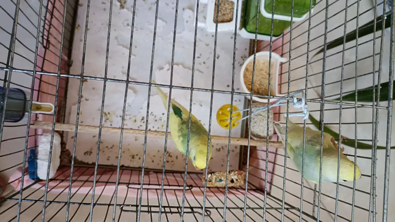 مرغ عشق رینبو|پرنده|کرج, شاهین‌ویلا|دیوار