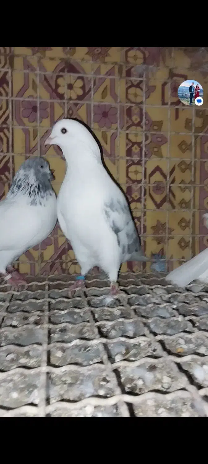 کبوتر پرشی|پرنده|بندر ترکمن, |دیوار