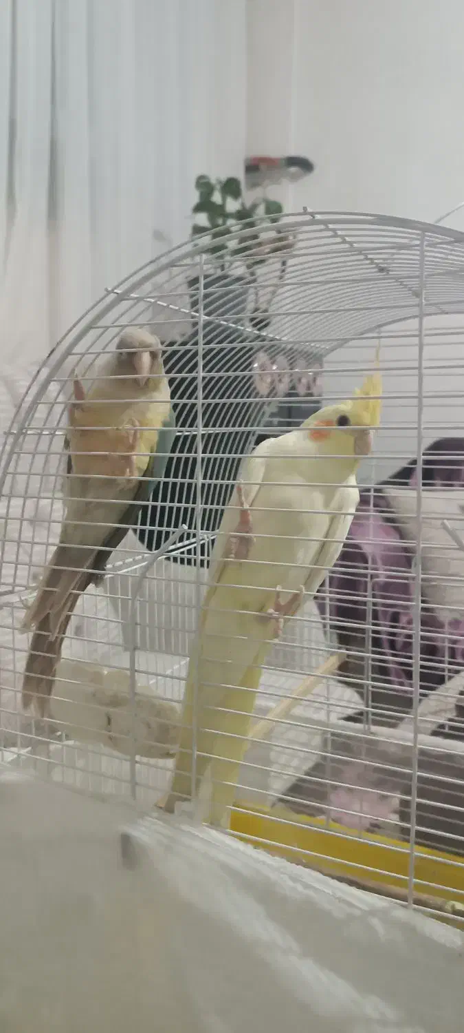 عروس هلندی و گرینچیک|پرنده|باسمنج, |دیوار