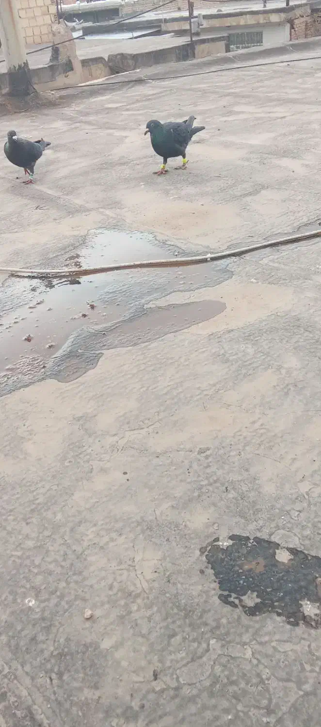 کبوتر زاغ|پرنده|فاروج, |دیوار