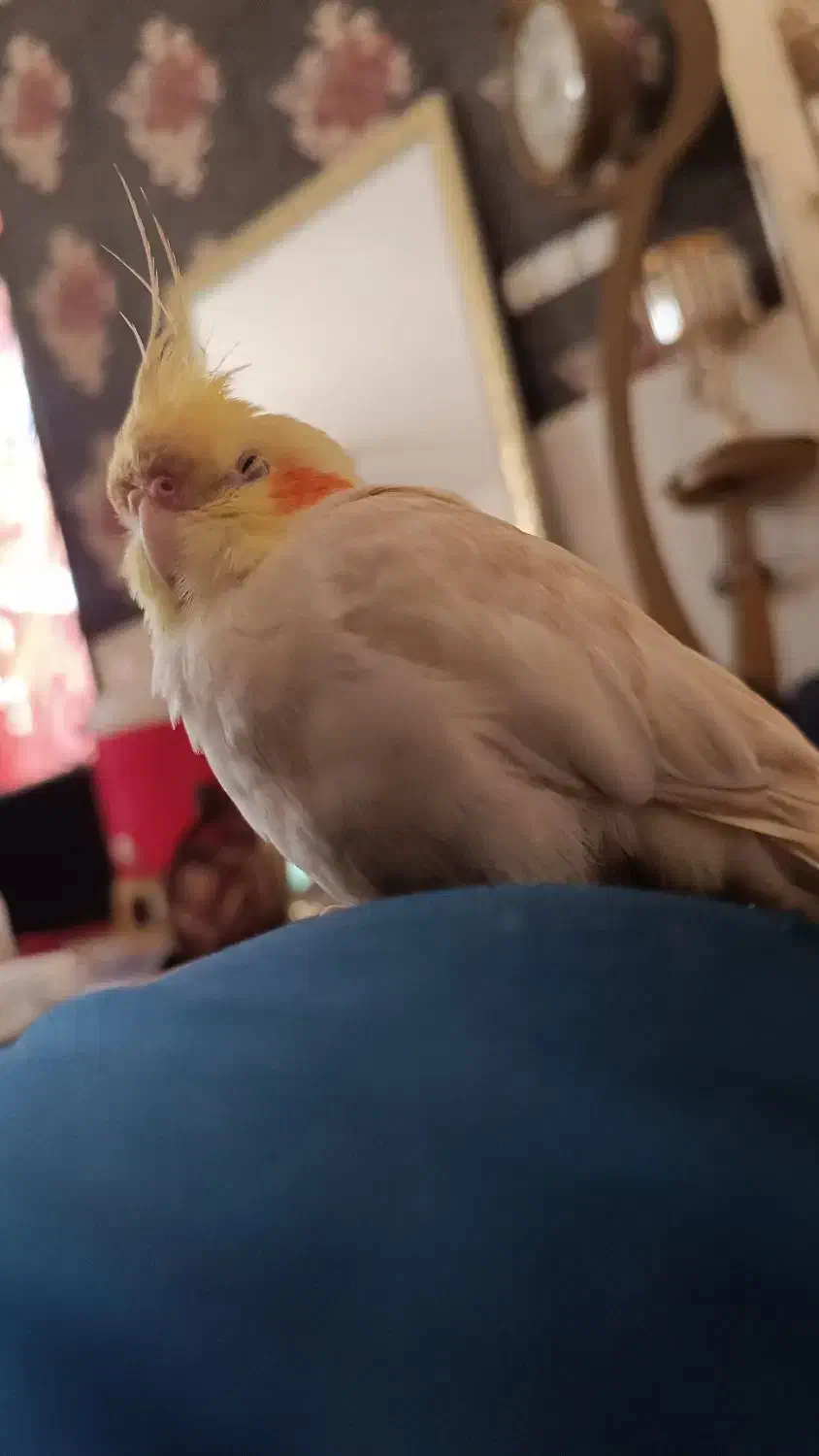 عروس هلندی|حیوانات|بندر امام خمینی, |دیوار