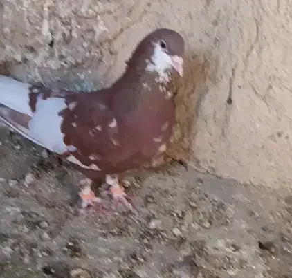 ماده یال سرخ گلدار|پرنده|شیراز, میانرود|دیوار