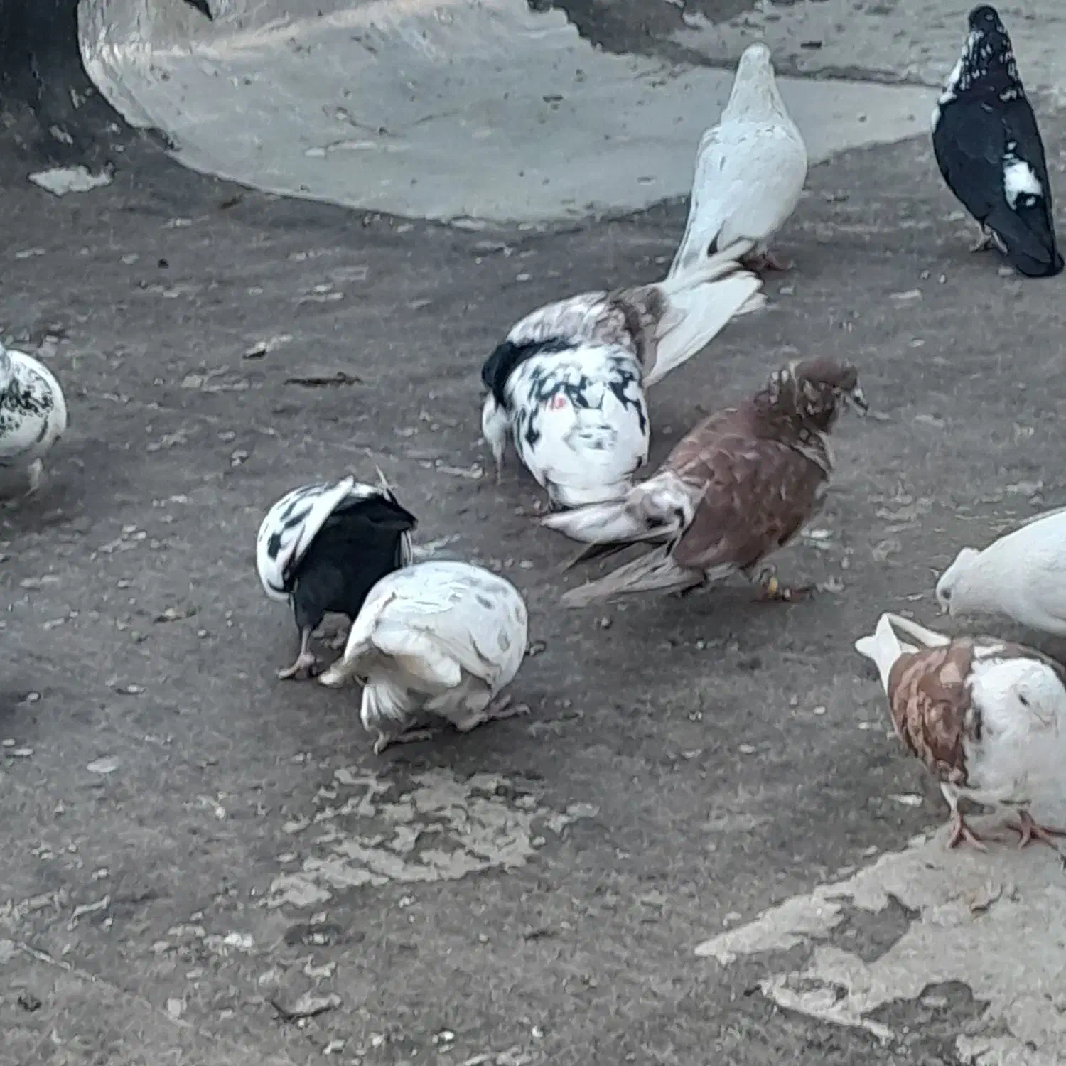 کبوتر تهرونی|پرنده|شیراز, کوشک میدان|دیوار