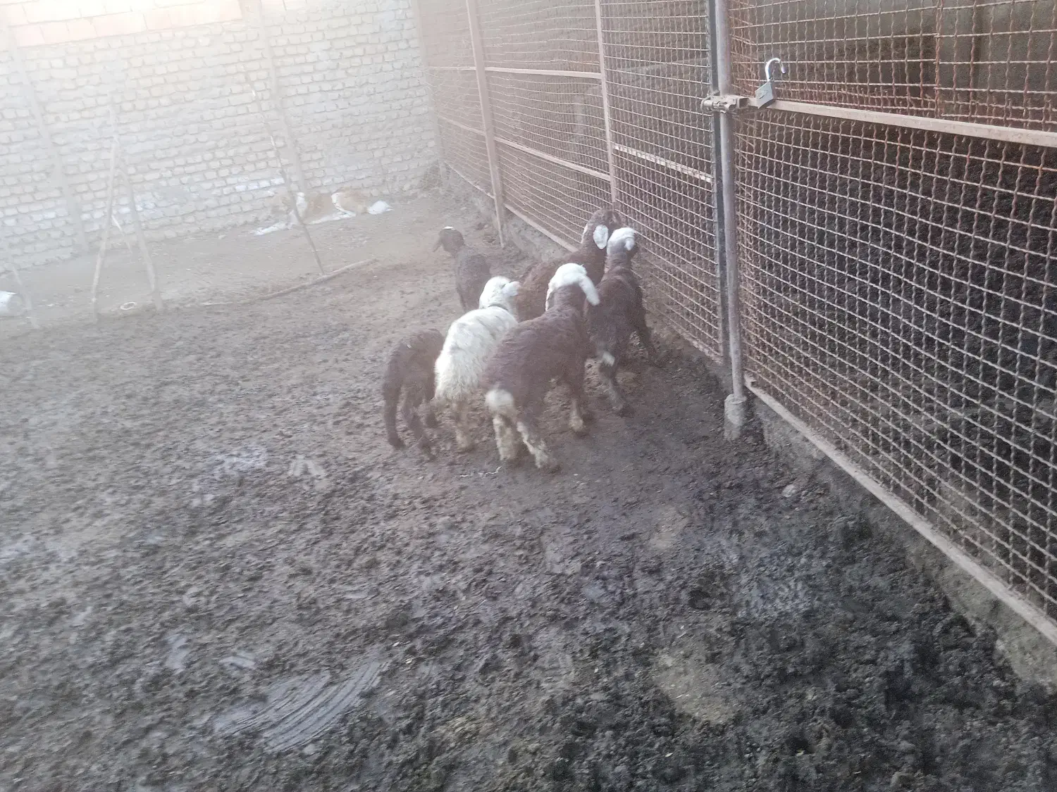 فروش گله بز وگوسفندد|حیوانات مزرعه|فاضل آباد, |دیوار