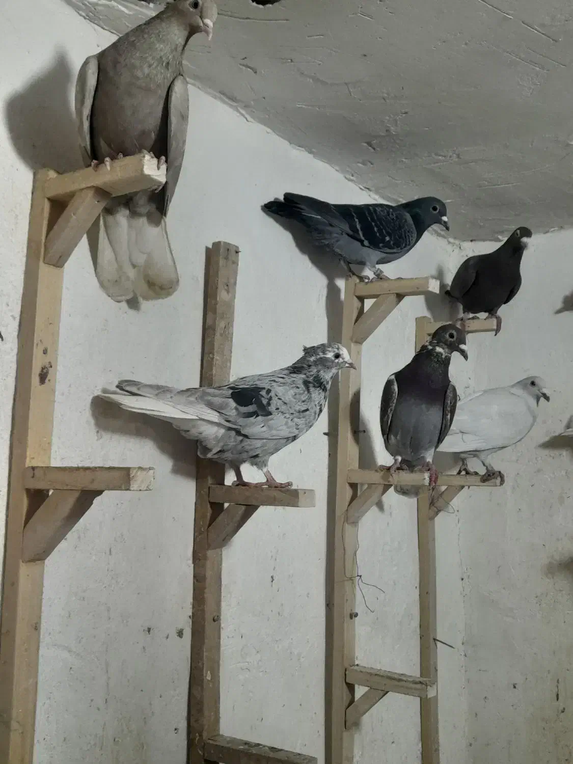 ماده دم سفید پلاکی|پرنده|برازجان, |دیوار