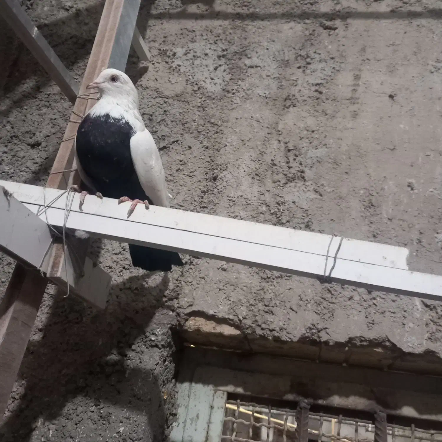 کبوترنقش وپرشی|پرنده|ساوه, |دیوار