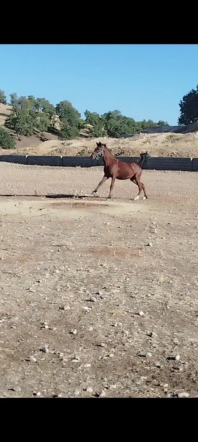 اسب نریان|اسب و تجهیزات اسبسواری|چیتاب, |دیوار