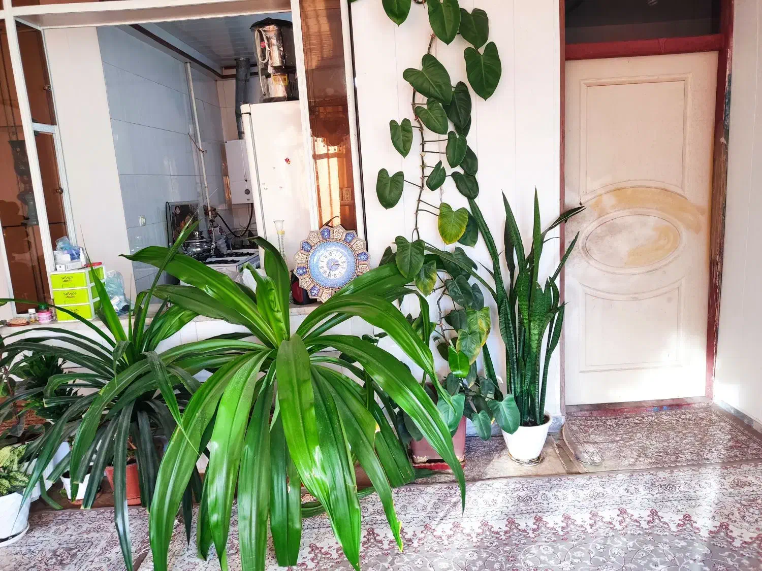 گل گیاه|گل و گیاه طبیعی|زیباشهر, |دیوار