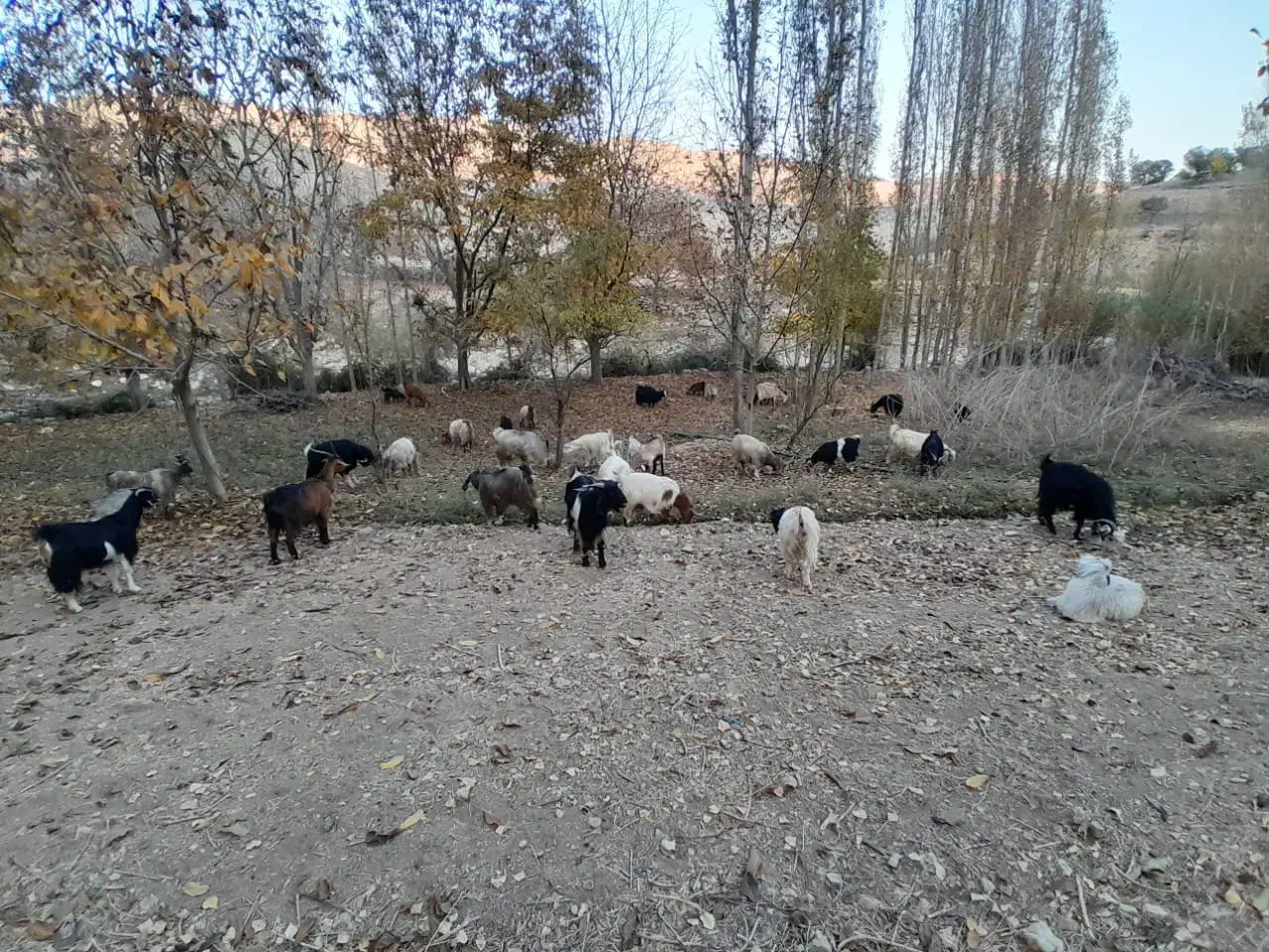 فروش گهر و بز چاق سرحال با قیمت خوب|حیوانات مزرعه|یاسوج, |دیوار