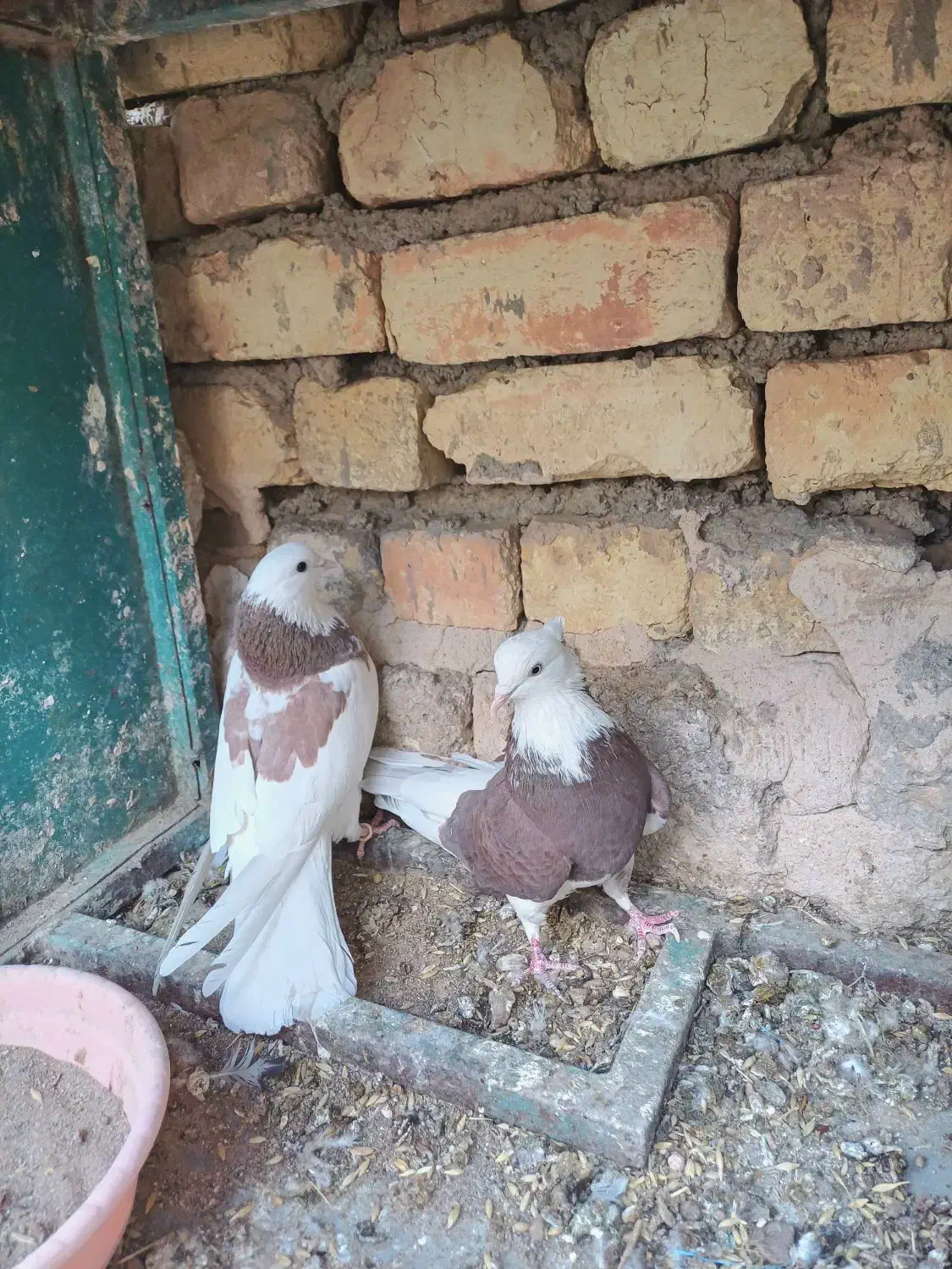 کبوتر شازده و ابلغ|پرنده|مبارکه, |دیوار