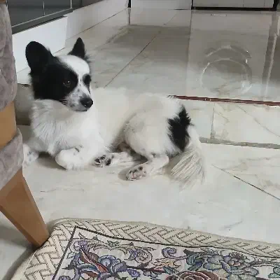 فروش سگ|سگ|پاکدشت, پاکدشت (مامازند)|دیوار