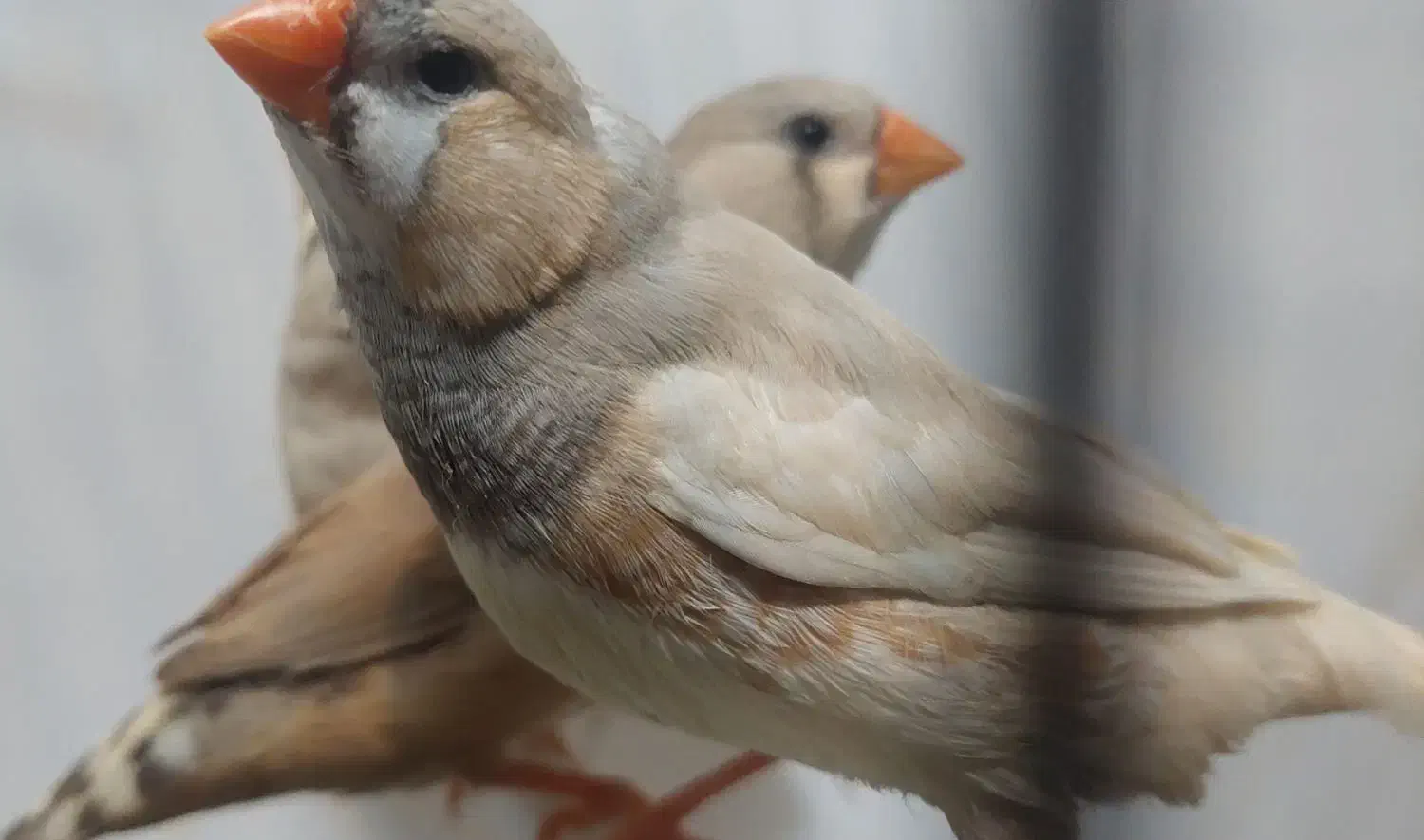 فنج اروپایی تازه بالغ خوش رنگ لپ سفید|پرنده|خمینی‌شهر, |دیوار