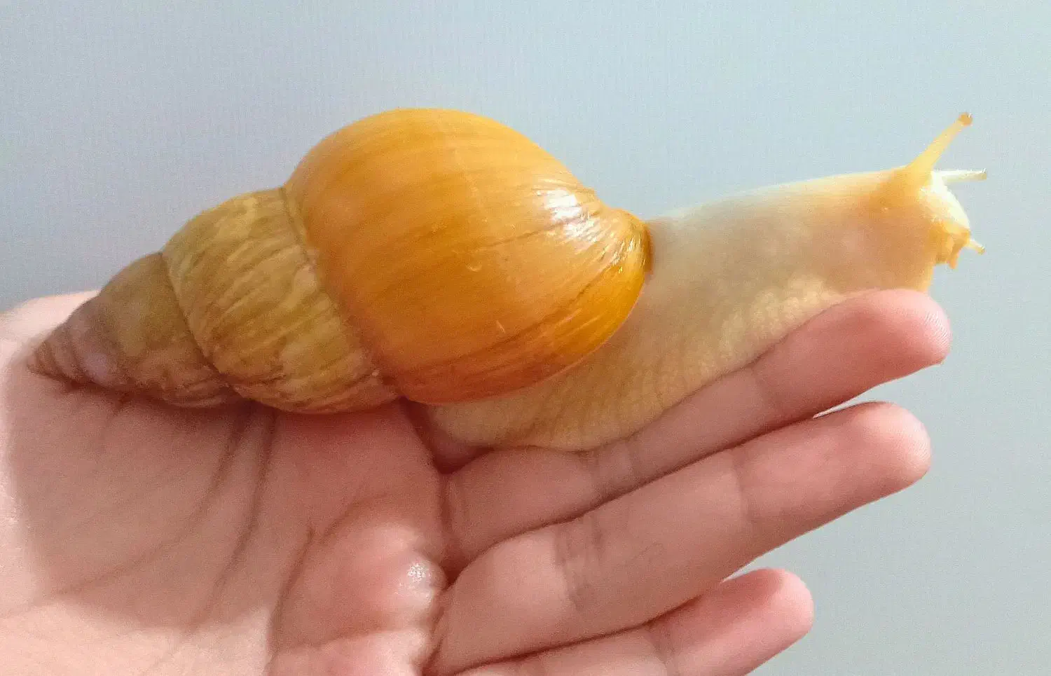 حلزون|خزنده|اسلامشهر, مسکن مهر اسلاشهر (شهرک امام خمینی)|دیوار