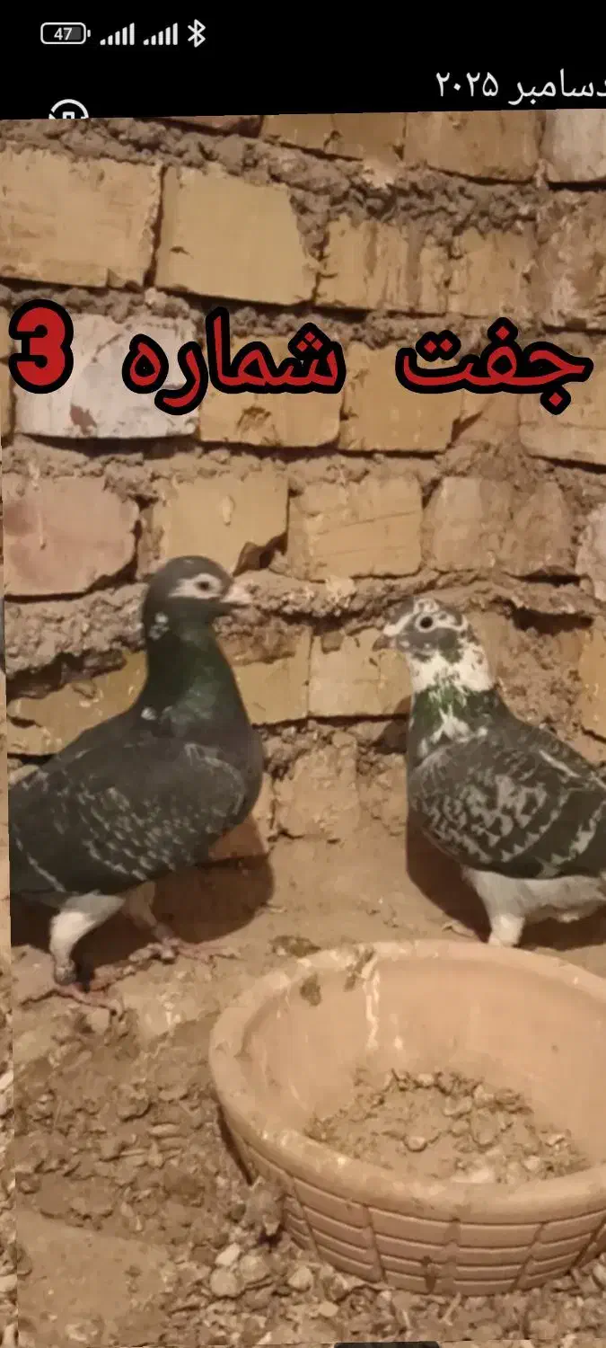 کبوتر یا کفتر آلمانی|پرنده|سلیمان, |دیوار