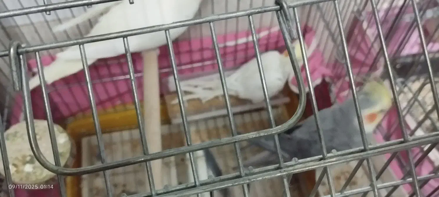 3تاعروس هلندی|پرنده|قم, علی آباد سعدگان|دیوار