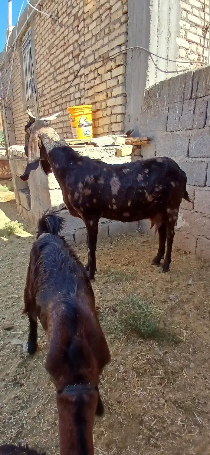 به نام خدا|حیوانات مزرعه|داراب, |دیوار