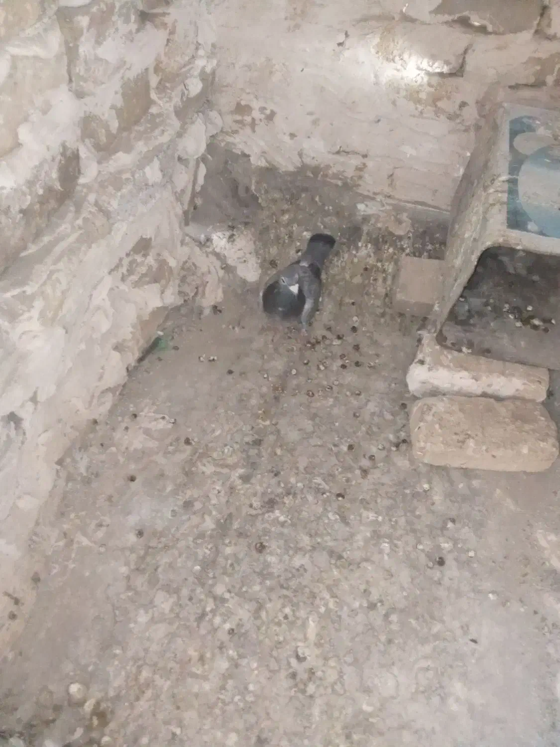 کفتر فروش فوری|پرنده|مشهد, امیرآباد|دیوار