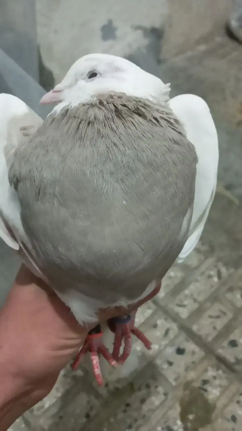 چهارعددکبوتر|پرنده|کامیاران, |دیوار