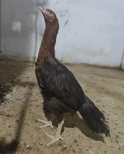 مرغ لاری - جوجه بلدرچین کوهی - جوجه بوقلمون|حیوانات مزرعه|اصفهان, ستار|دیوار