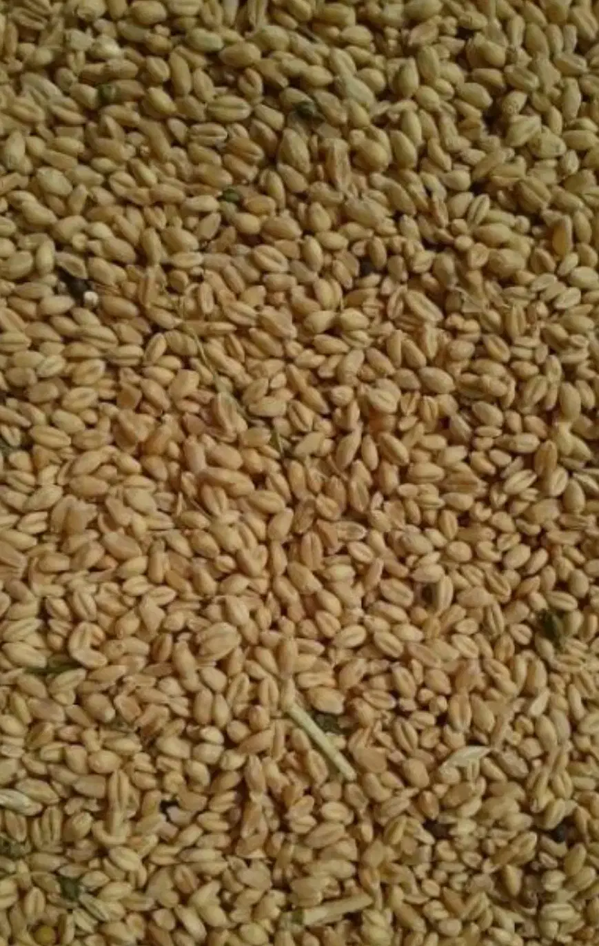 گندم بذری پیشگام|گل و گیاه طبیعی|زنجانرود, |دیوار