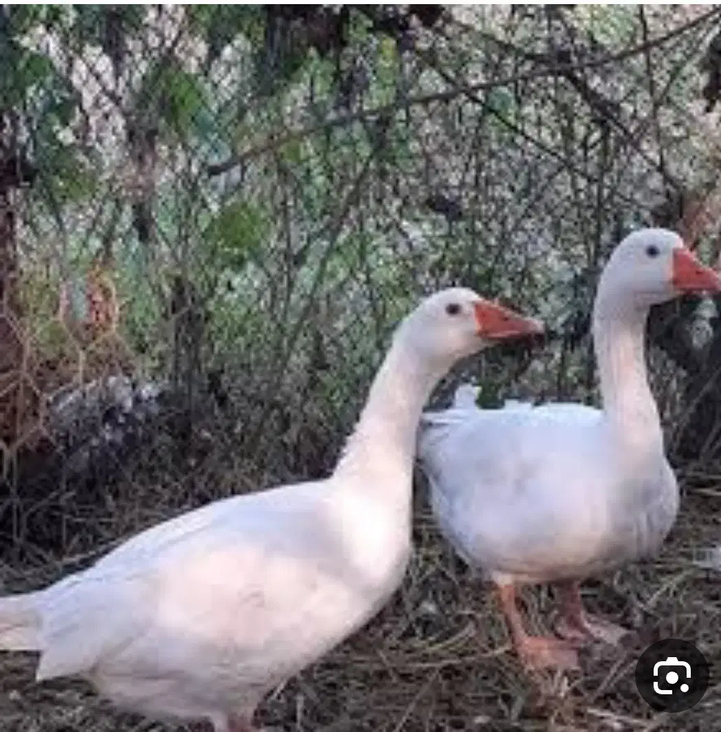 غاز محلی|حیوانات مزرعه|گلوگاه بابل (گلیا), |دیوار