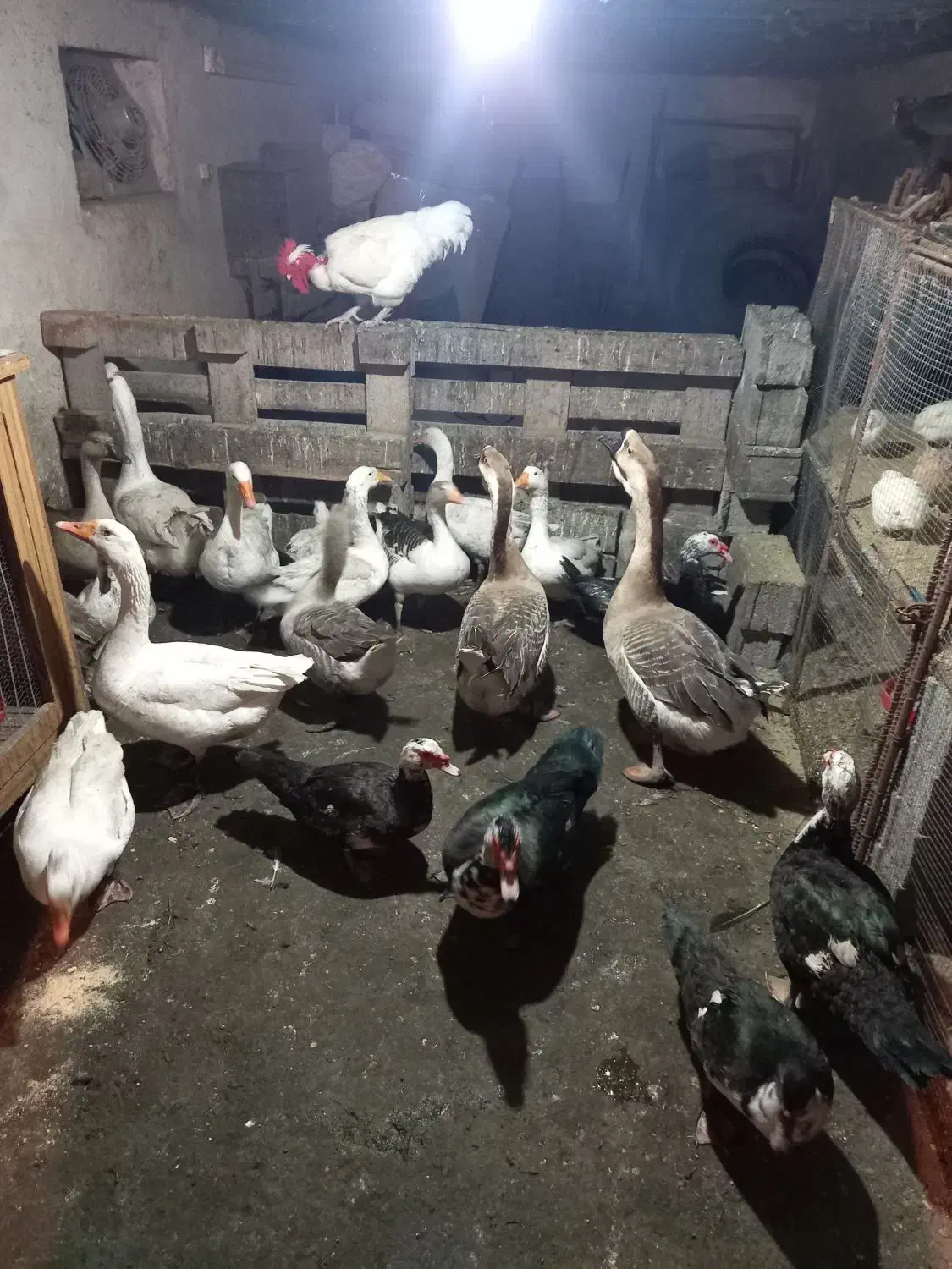 غاز و اردک خارجی|حیوانات مزرعه|قائم‌شهر, |دیوار