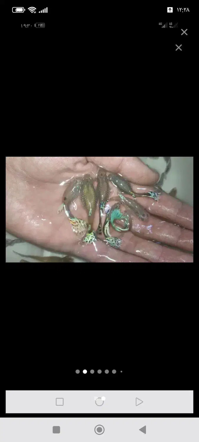 گوپی|ماهی|تربتحیدریه, باغ سلطانی|دیوار