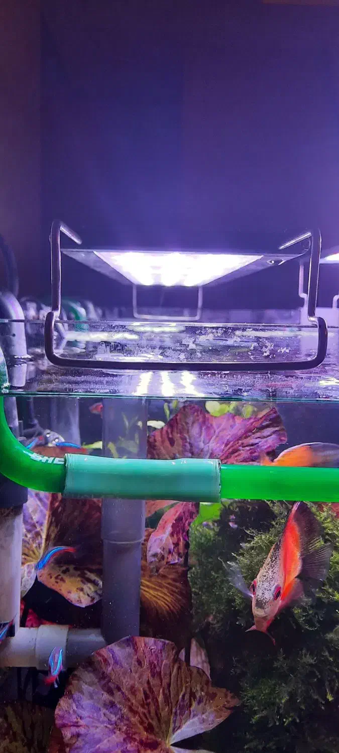 نور آکواریوم گیاهی و آب شیرین کوان لانگ|ماهی|اصفهان, برازنده|دیوار