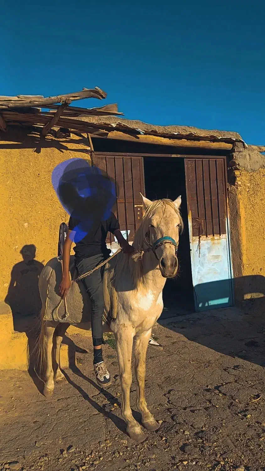 اسب|اسب و تجهیزات اسب‌سواری|شاهرود, |دیوار