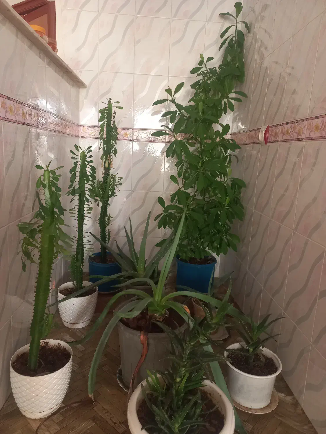 گل و گیاه طبیعی|گل و گیاه طبیعی|اهر, |دیوار