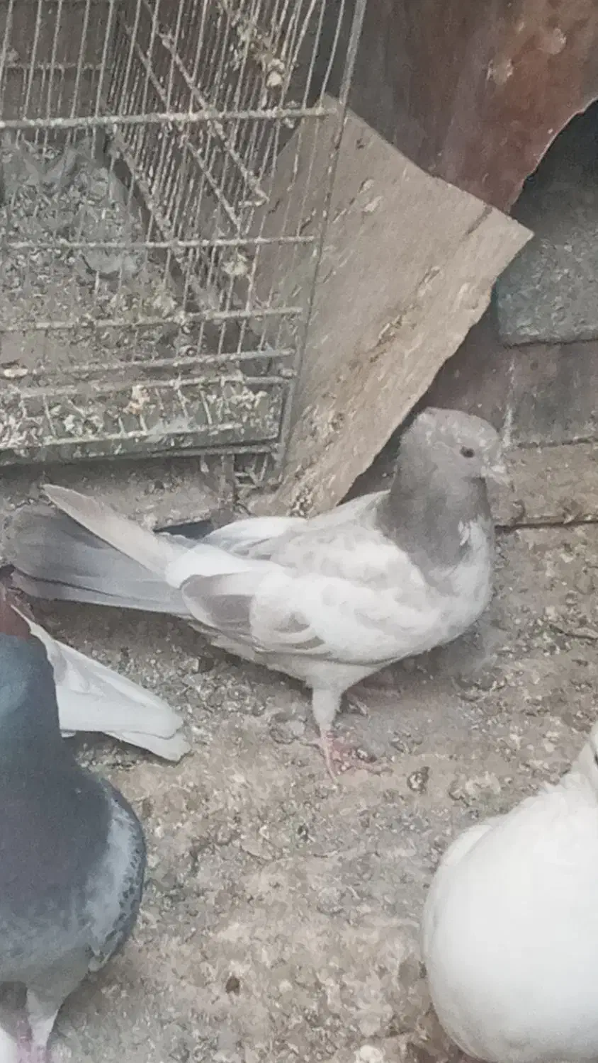 کفتر پرشی جوجه و بالغ ۵تا|پرنده|ری, فیروزآباد|دیوار