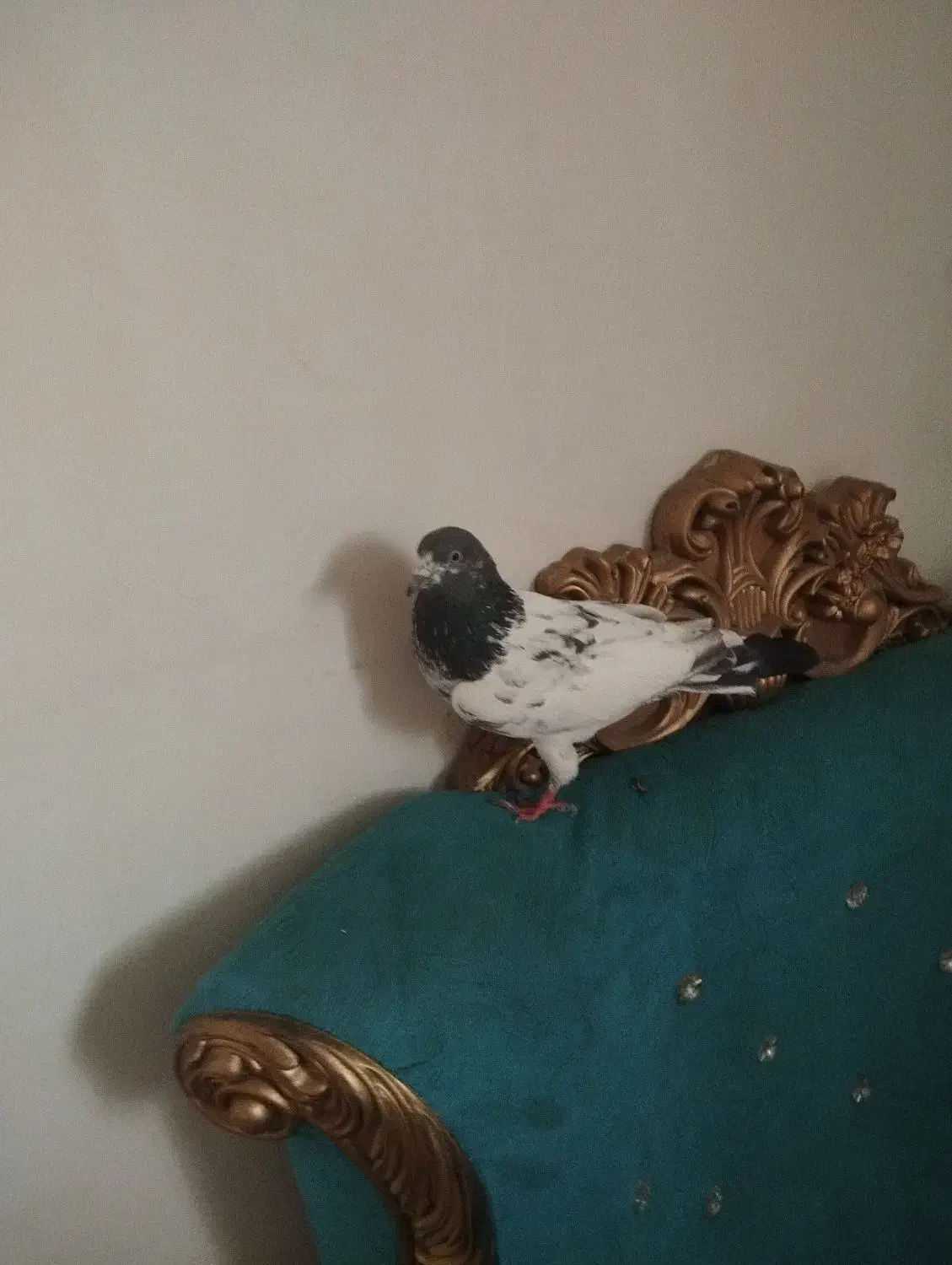 کبوتر|پرنده|تبریز, |دیوار