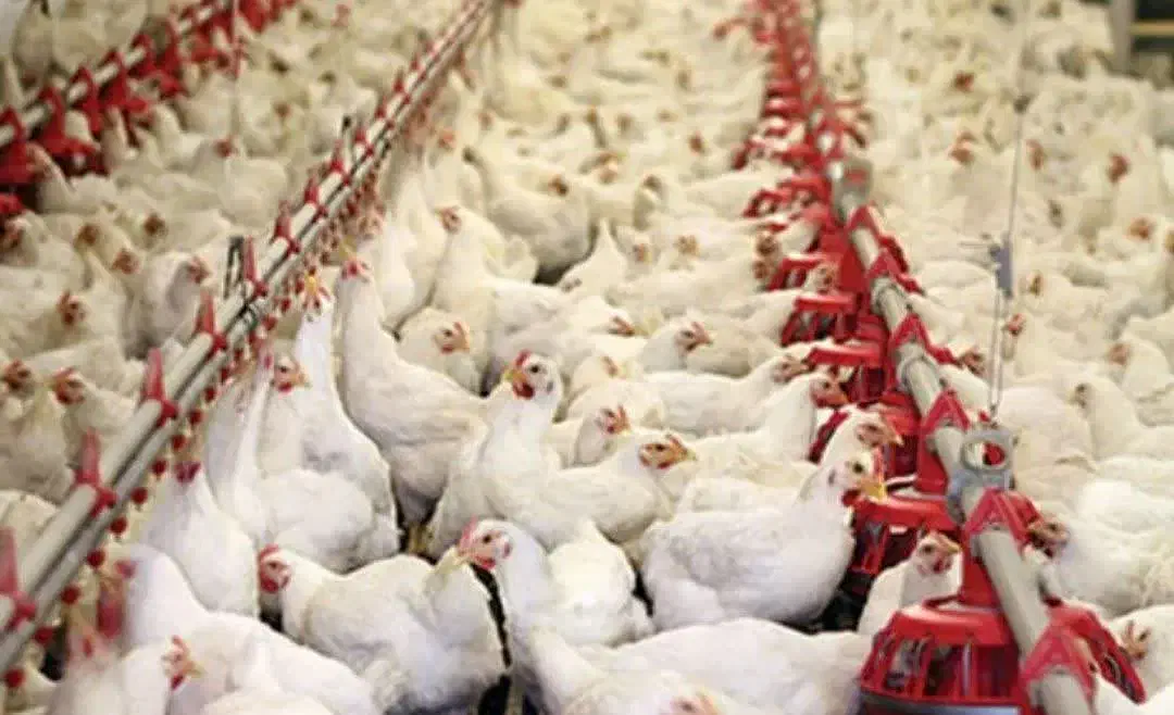 فروش مرغ مادر۱۰۰هزار قطعه ای مازندران|فروش دفتر صنعتی، کشاورزی، تجاری|مرزیکلا, |دیوار