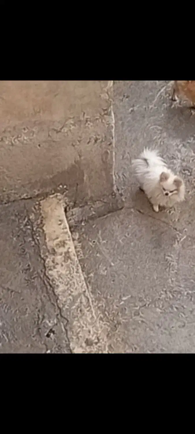 سگ پامر|حیوانات|کنگاور, |دیوار